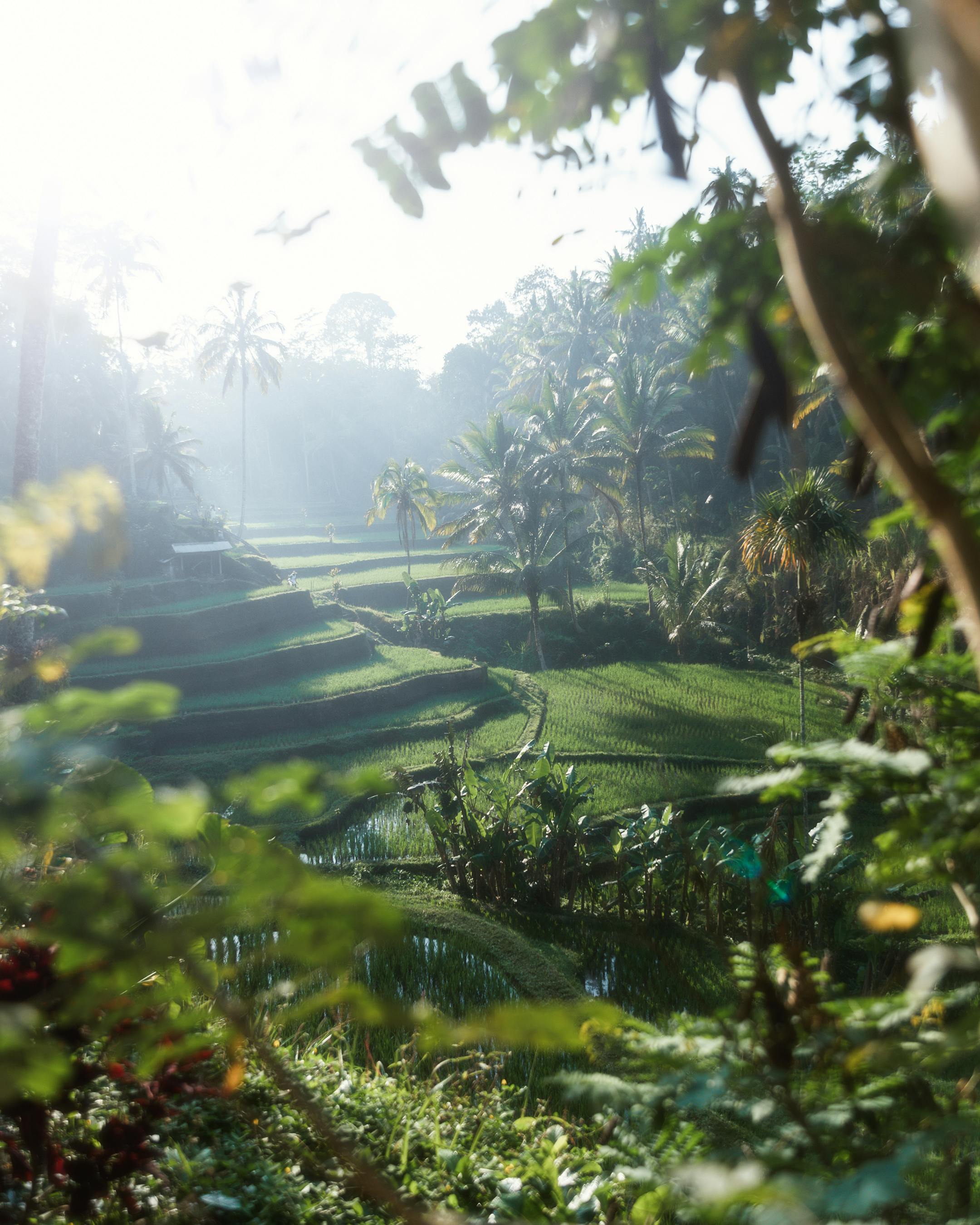 Enchanting Bali: Beaches, Culture & Nature - Image 3